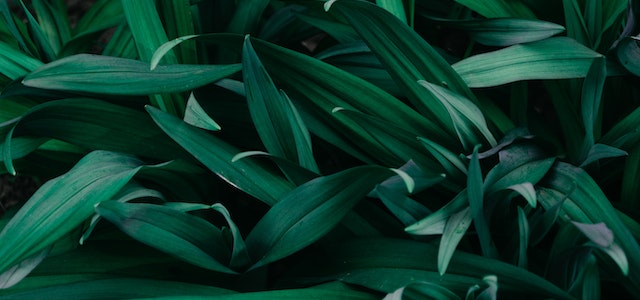 pexels-irina-iriser-1090977 (1)