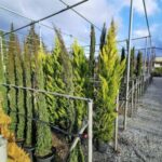 ΦΥΤΩΡΙΟ-1-400x400