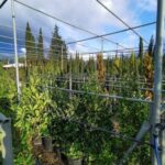 ΦΥΤΩΡΙΟ-2-400x400