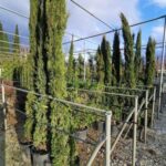 ΦΥΤΩΡΙΟ-2Α-400x400